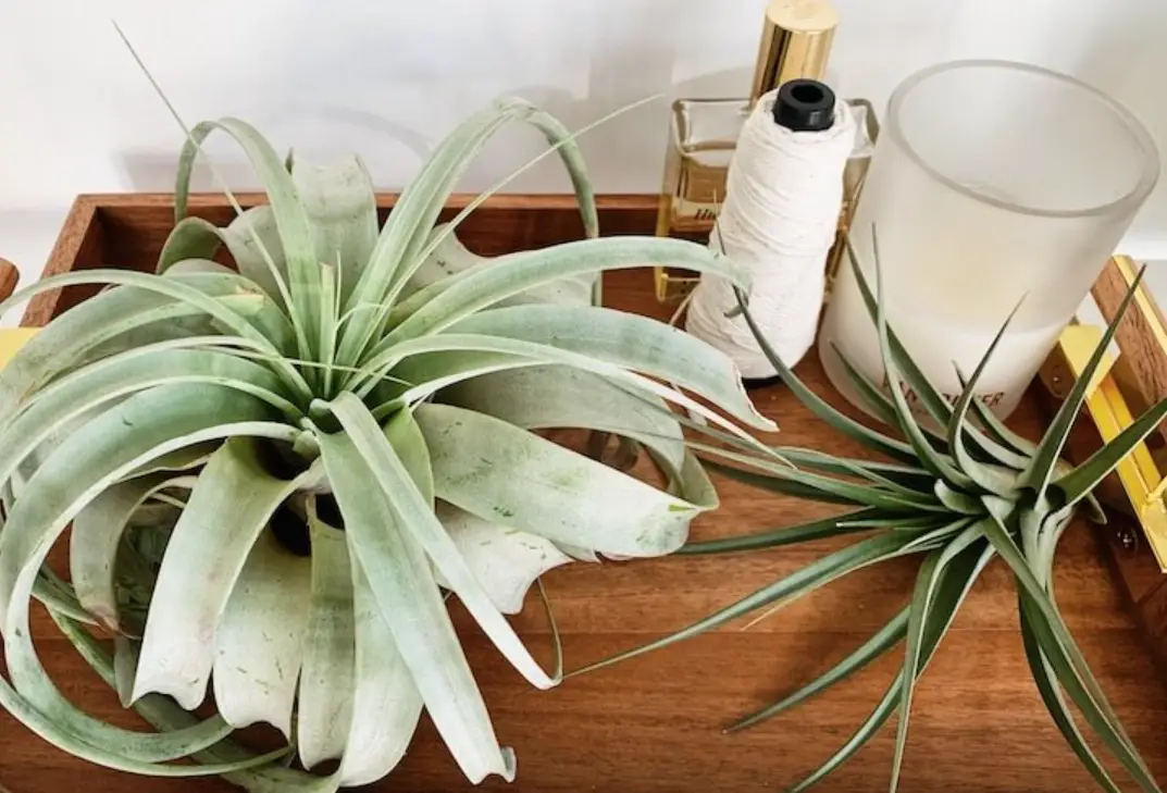 空氣鳳梨繁殖全攻略：分株、種子、側芽三大方法一次看懂