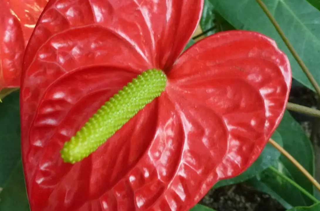 紅掌怎麼養？從選購到爆花，完整指南一次搞懂