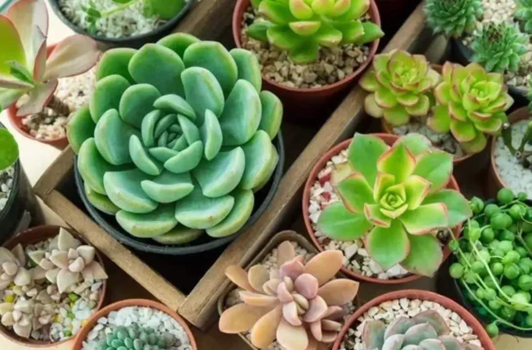 陽台植物照顧 陽台植物照顧