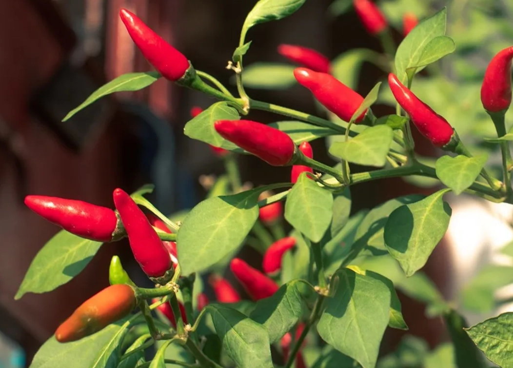 居家種植 居家種植