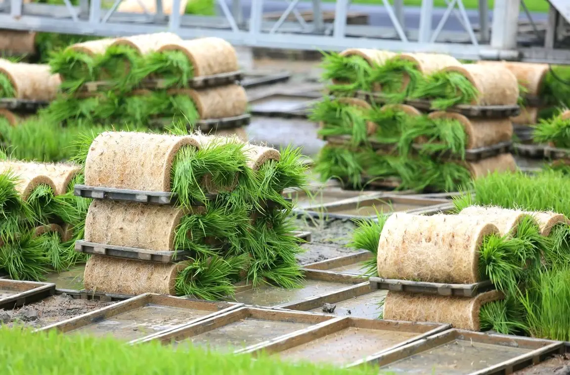 育苗床製作 育苗床製作