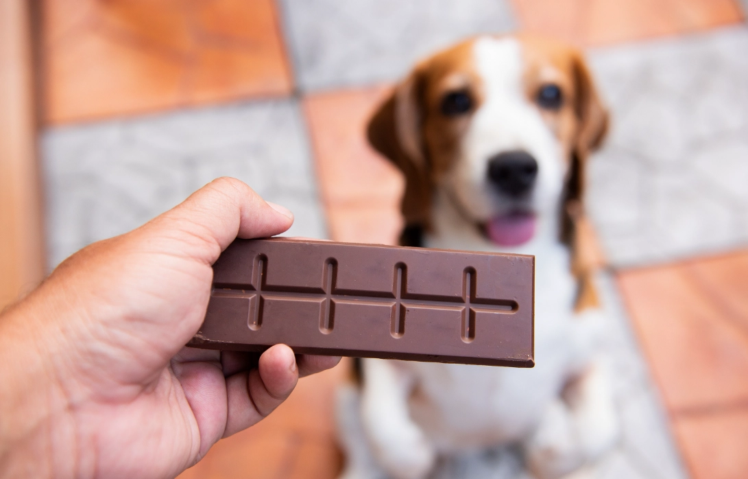 狗狗中毒症狀 狗狗中毒症狀