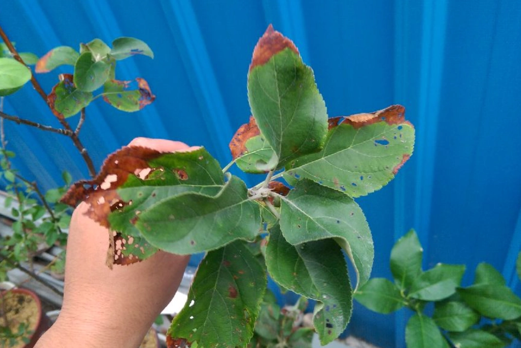 葉子枯掉急救指南：診斷原因與復活步驟全解析