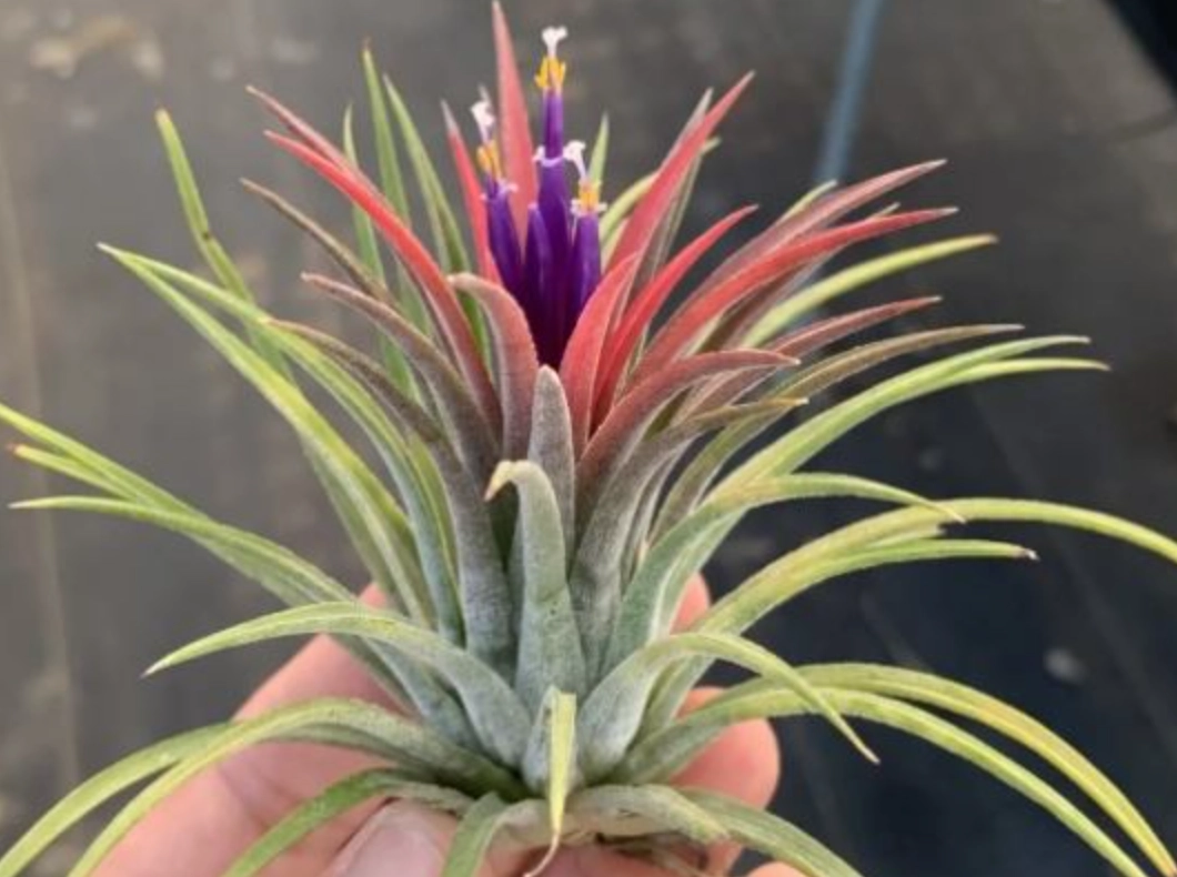 空氣鳳梨側芽繁殖