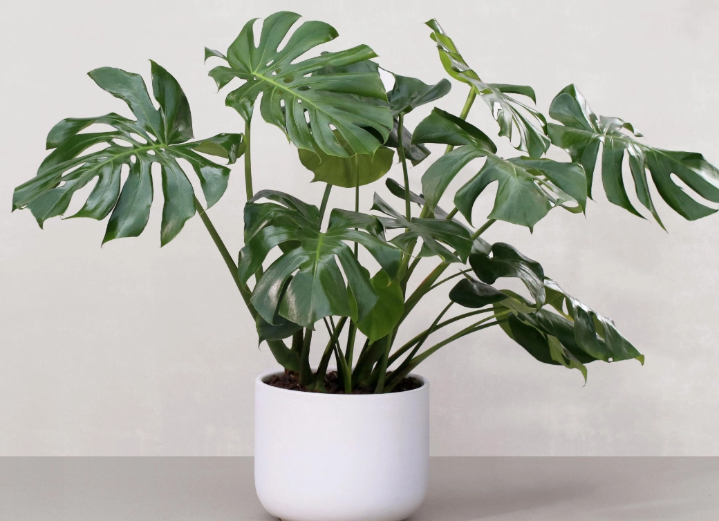 龜背芋澆水方法