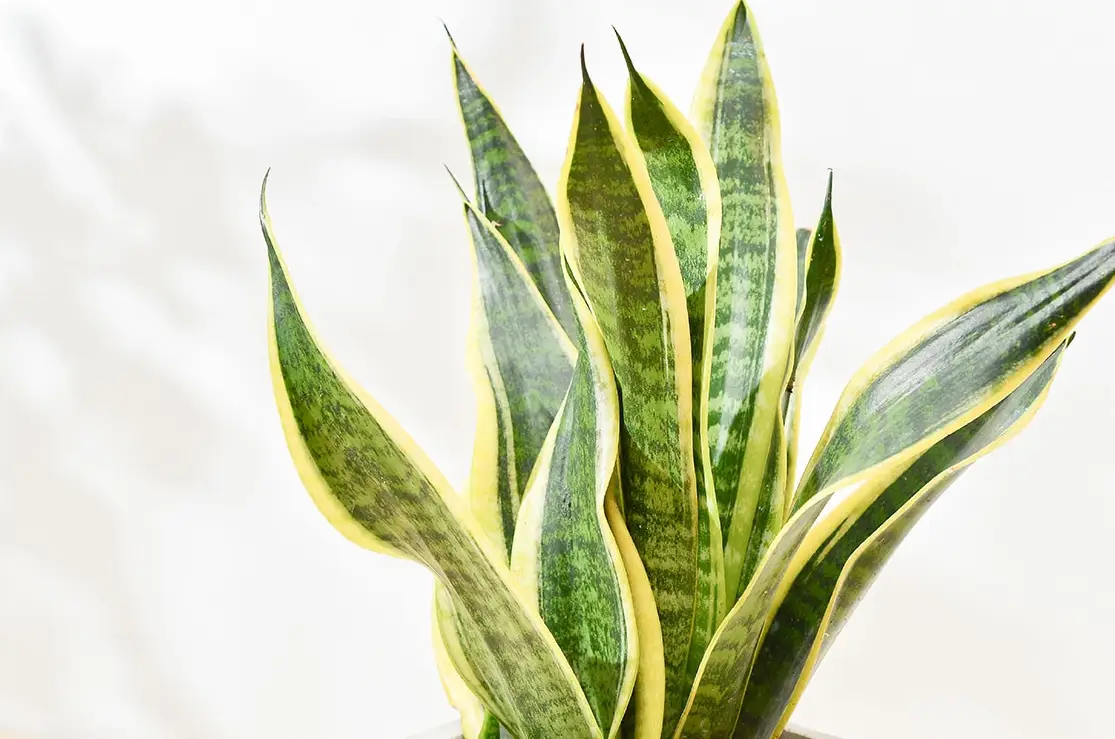 陽台植物照顧 陽台植物照顧