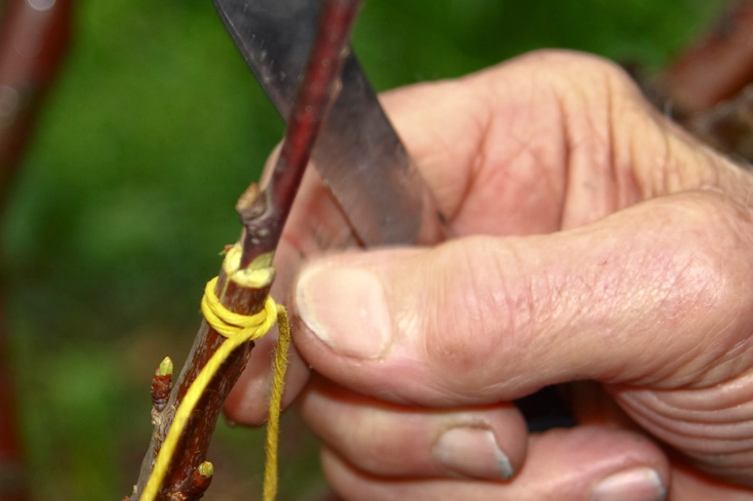 植物嫁接完全指南：從目的到實作的5大關鍵理由