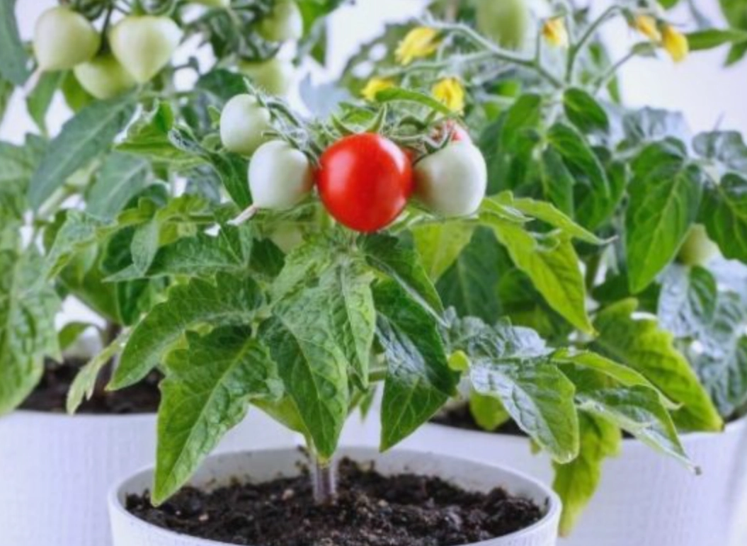 陽台種小番茄