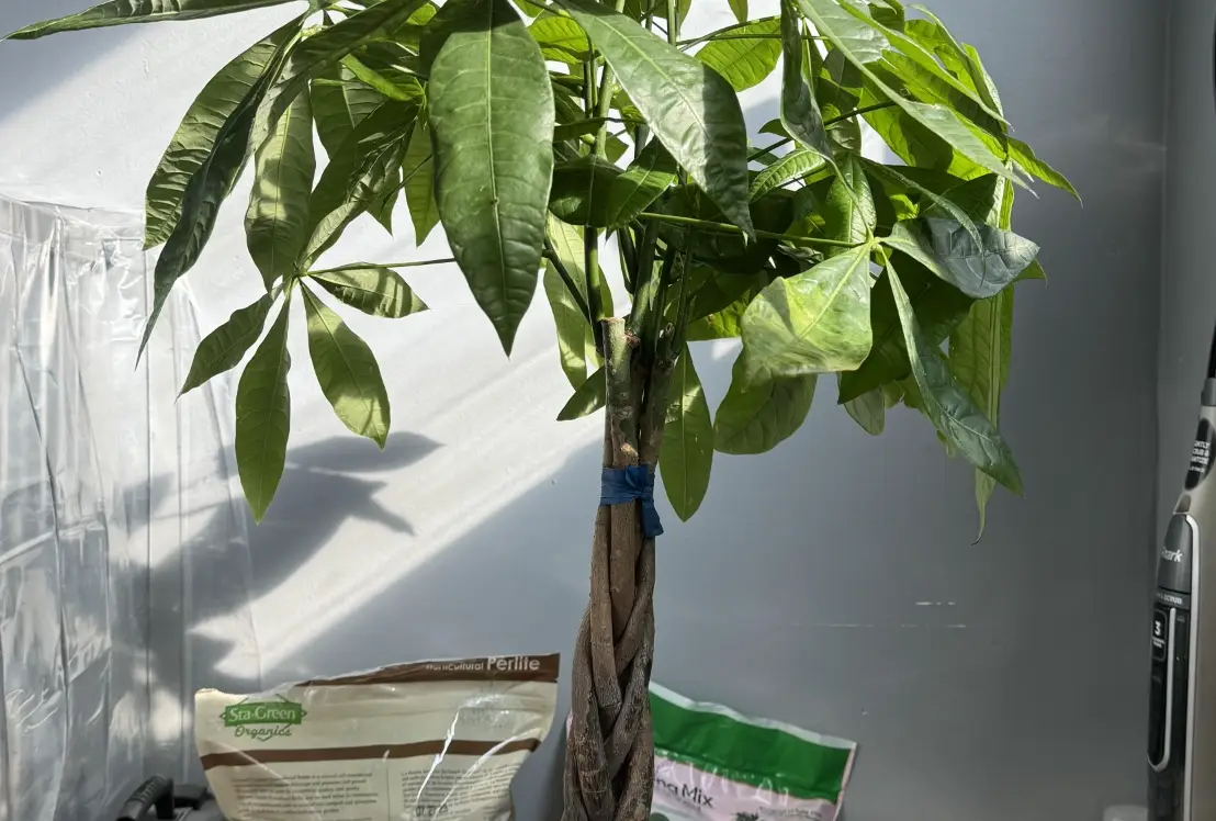 發財樹長太高怎麼辦？修剪方法、風水疑慮與造型養護全攻略