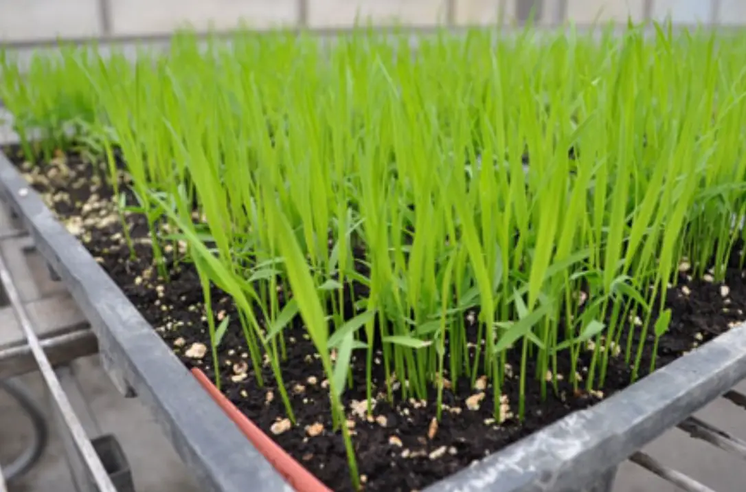 水稻育苗方法 水稻育苗方法