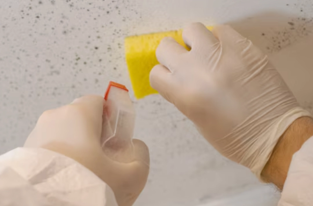 天花板除霉劑怎麼選？專家教你三步驟徹底清除黴菌，不再復發！