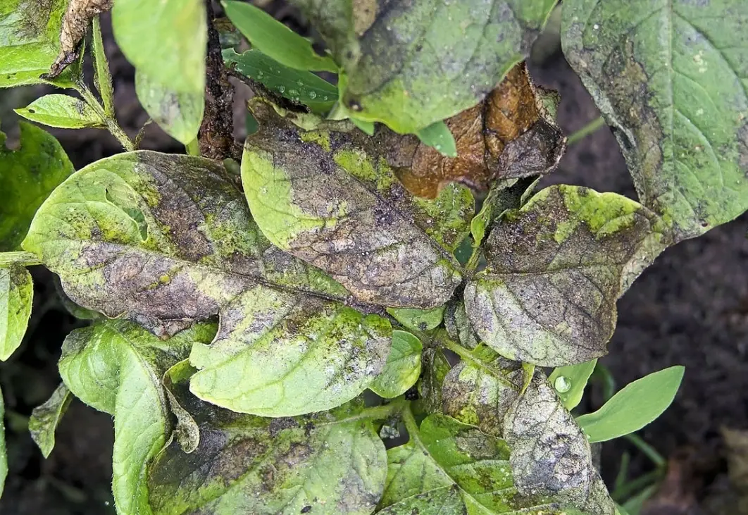 澆水過多 澆水過多
