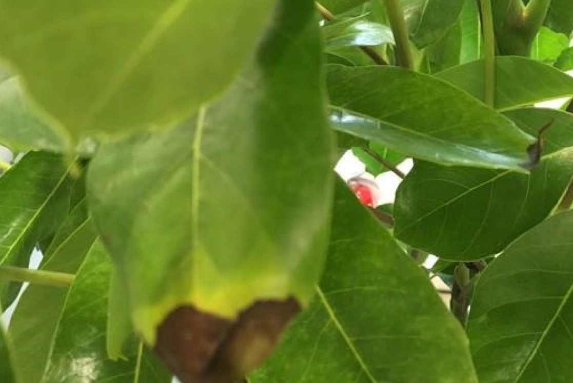 植物葉子變黑怎麼辦？找出原因與解決方法全攻略