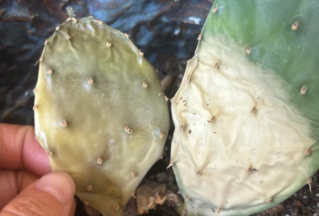 多肉植物 病害 多肉植物 病害