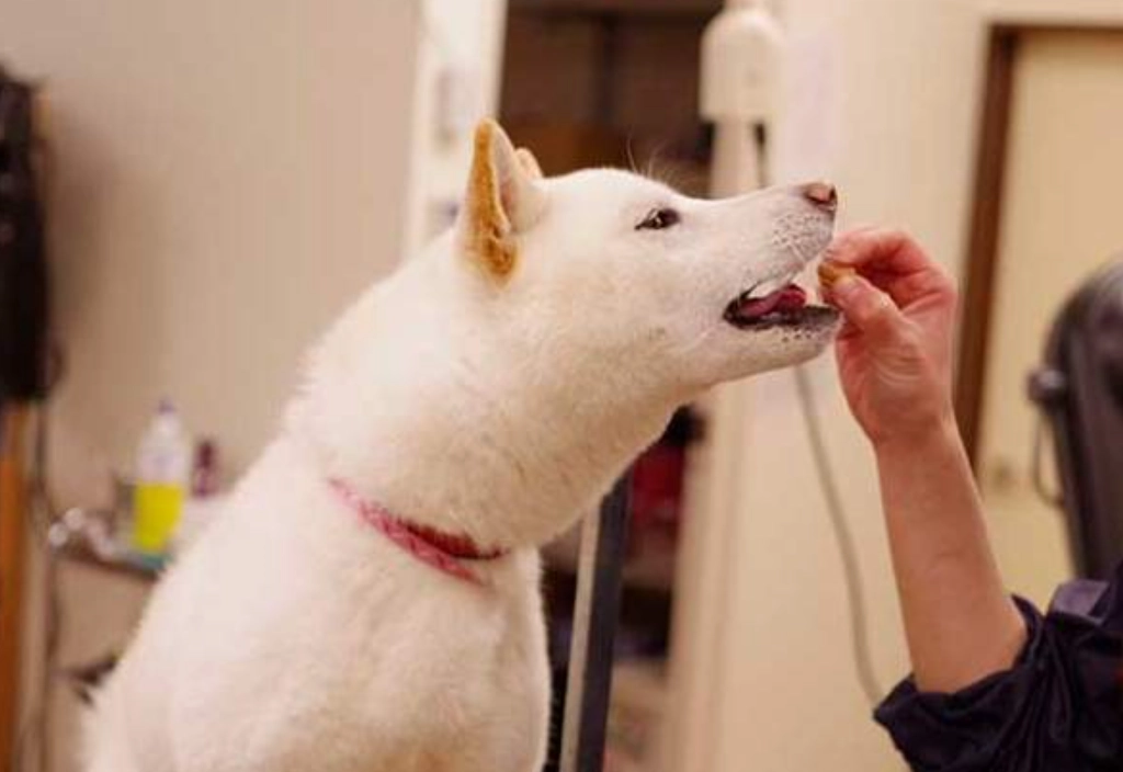 狗狗飲食禁忌 狗狗飲食禁忌