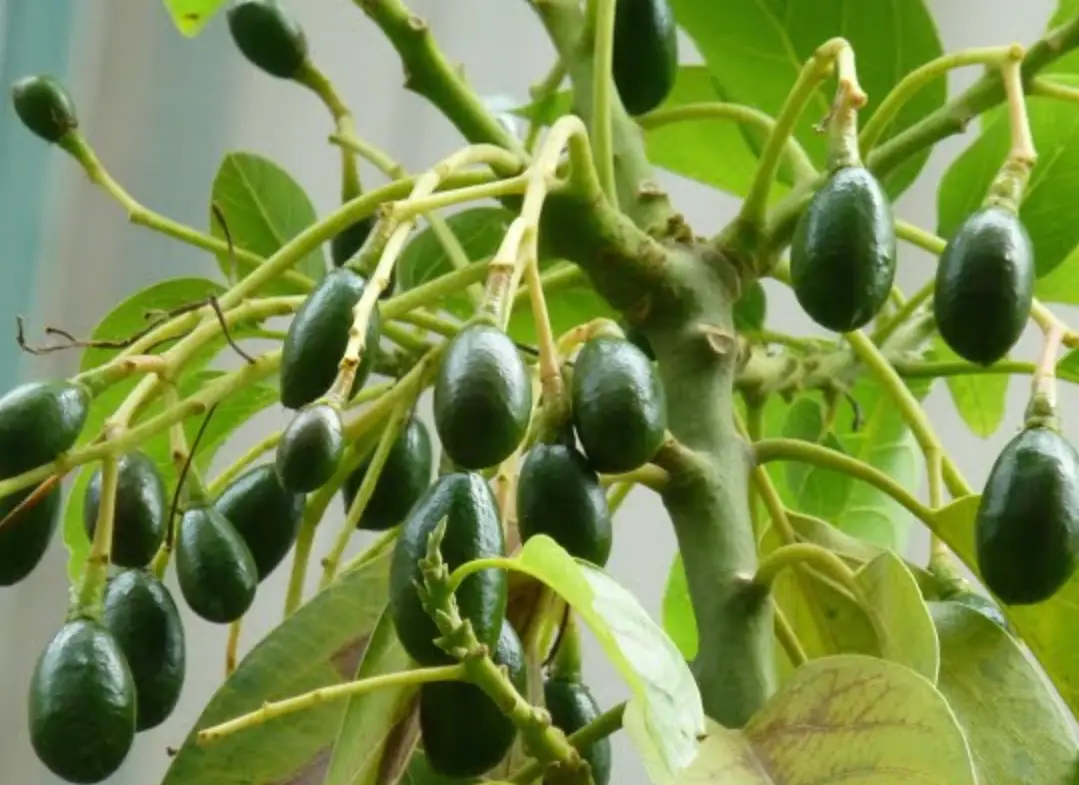 酪梨種植多久會結果？完整時間線與加速收成秘訣