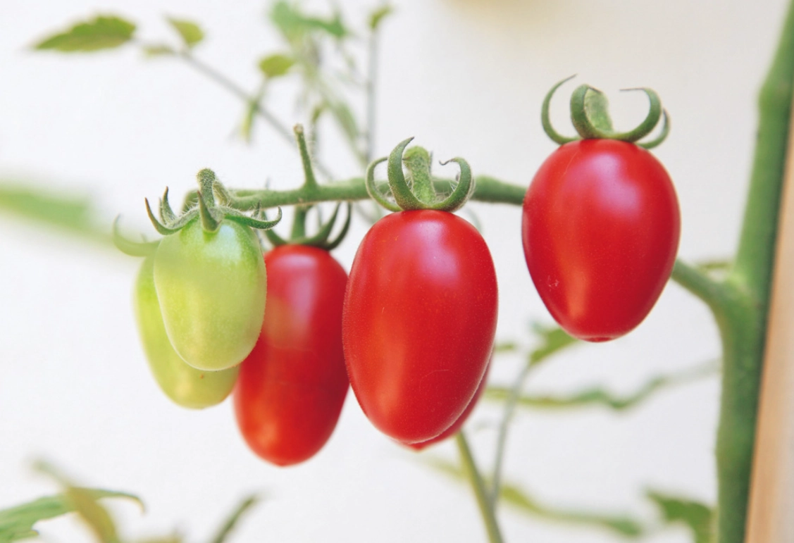 小番茄種植要點：從選種到收成的完整指南，解決所有種植難題