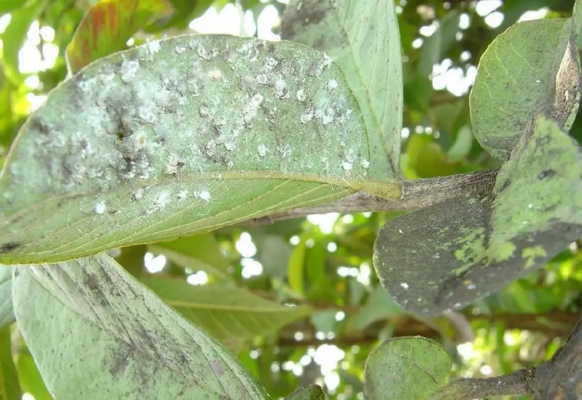 植物病蟲害圖鑑 推薦