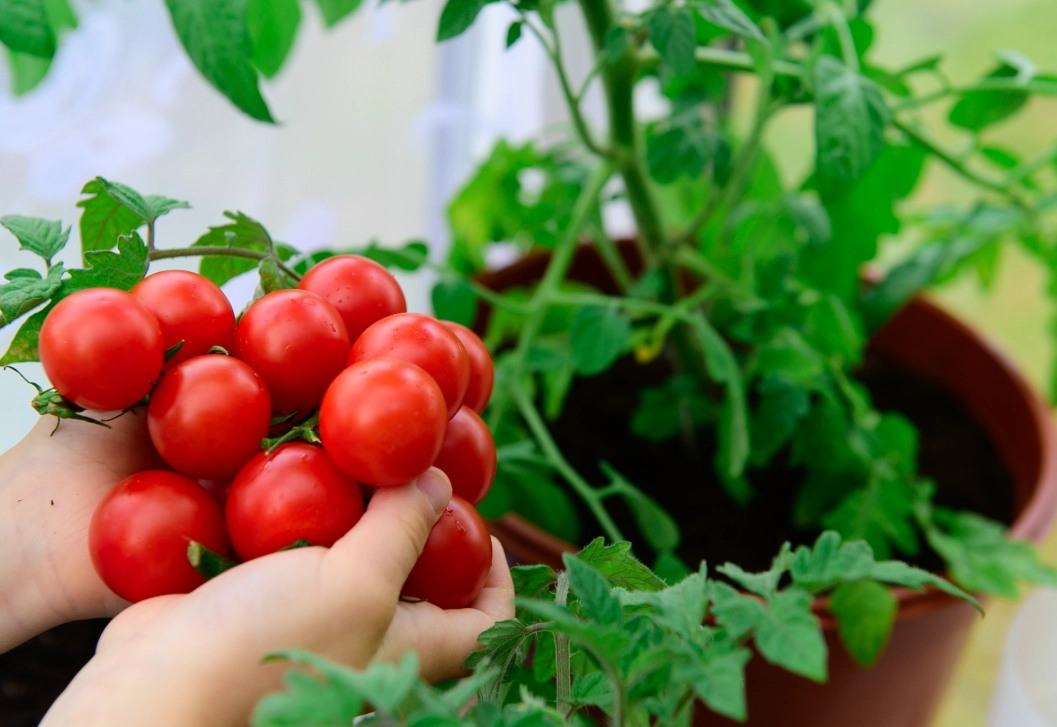 番茄種植肥料終極指南：選擇、施用與疑難解答