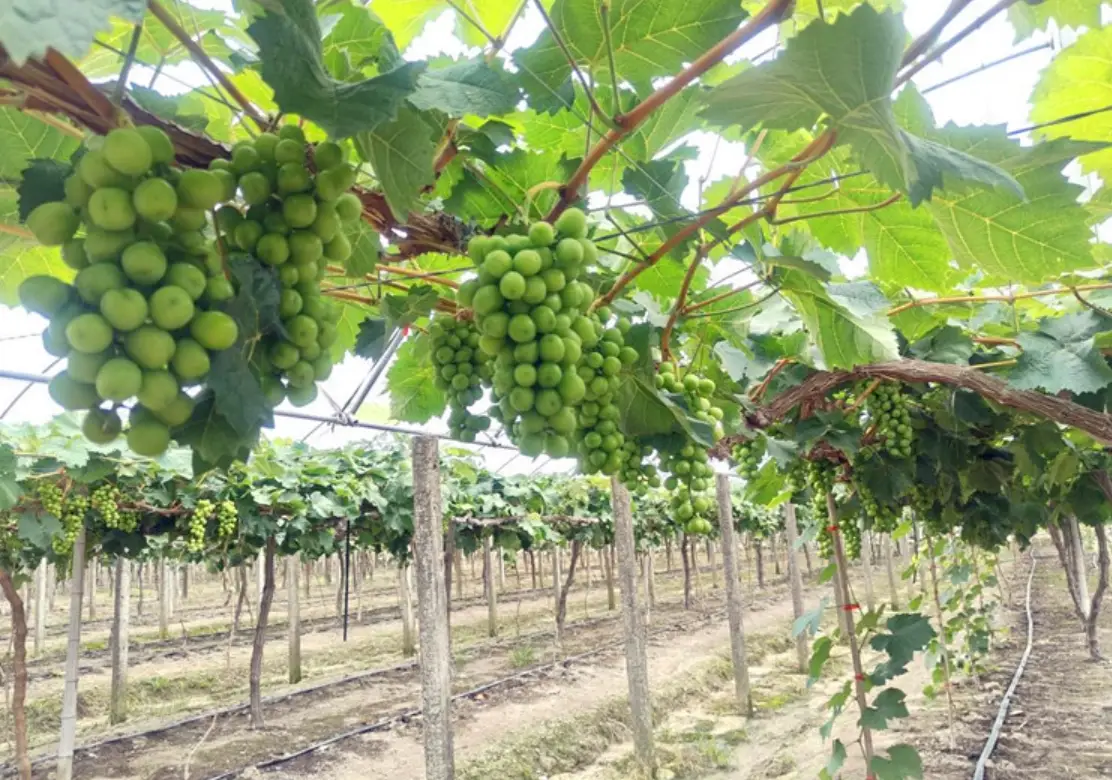 葡萄栽培技术