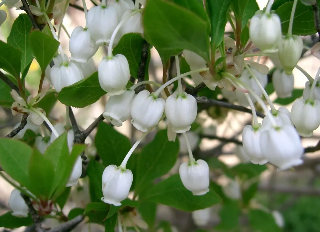 吊鐘花種子發芽