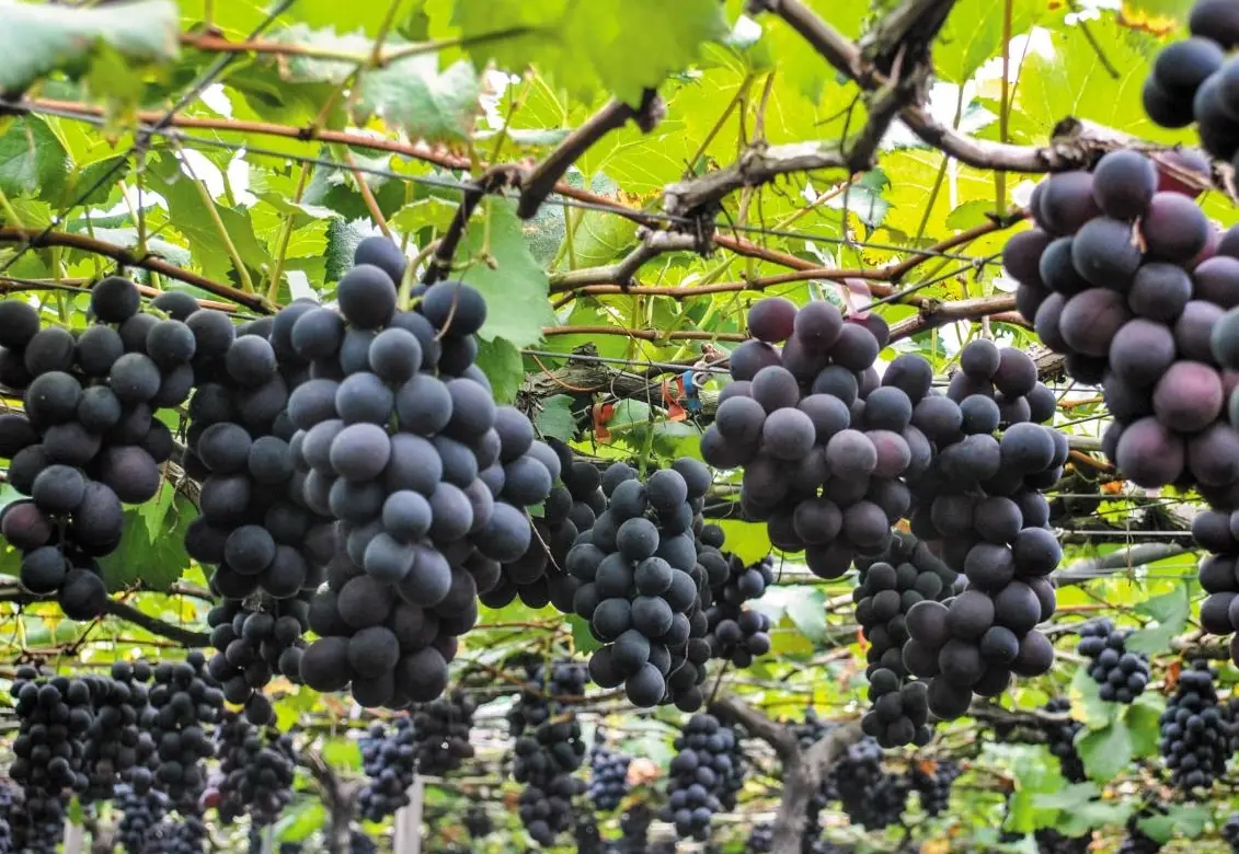 巨峰葡萄種植方法完整指南：十年經驗農友的實戰心得