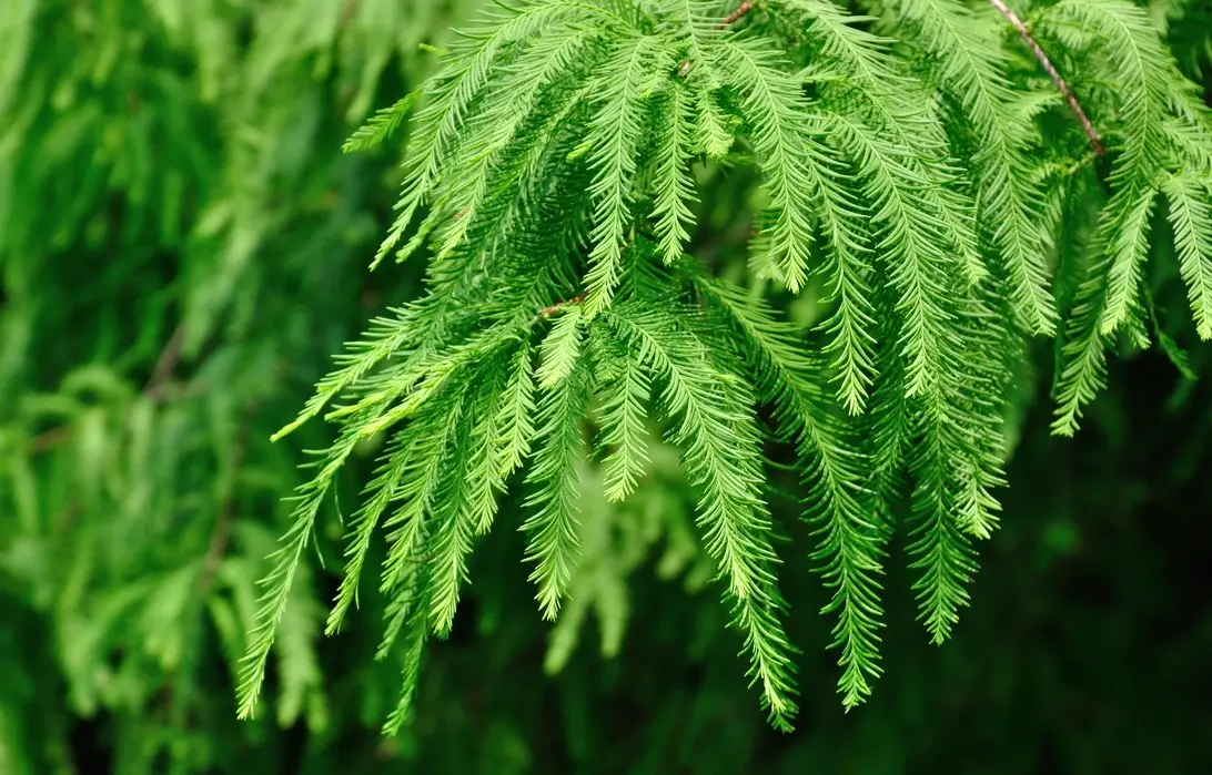 低維護庭院植物