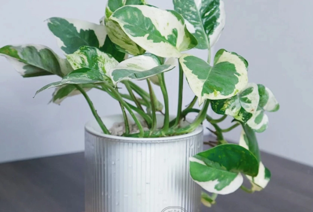 白金葛 葉子 變黃