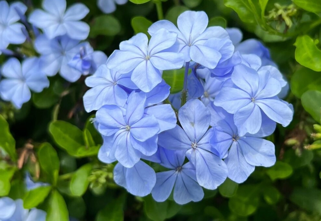 新手也能輕鬆上手的10種好種室外花推薦與實用栽培指南