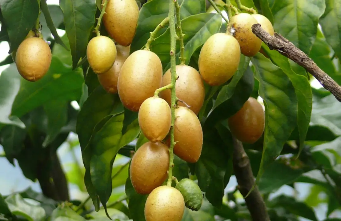 黃皮食用禁忌全攻略：營養師教你避開三大誤區