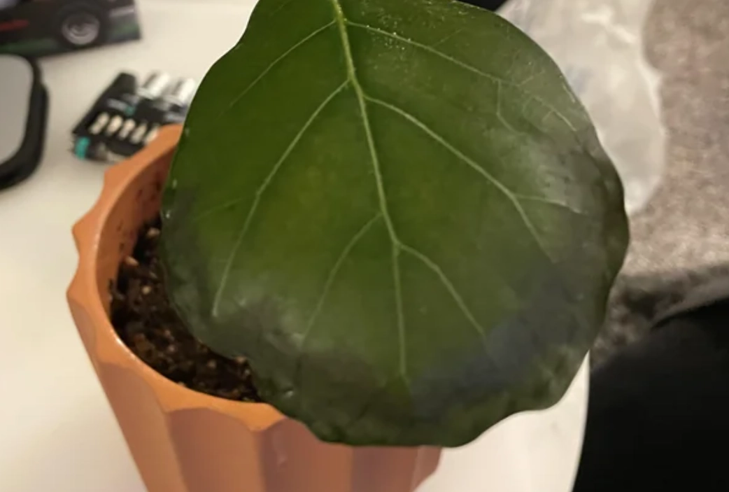 植物病害 植物病害