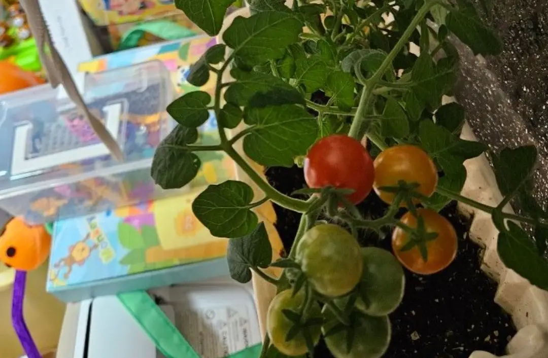 小番茄種植技巧