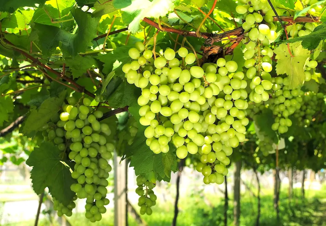 台灣葡萄品種 台灣葡萄品種