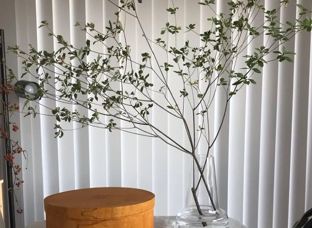 日本吊鐘病蟲害