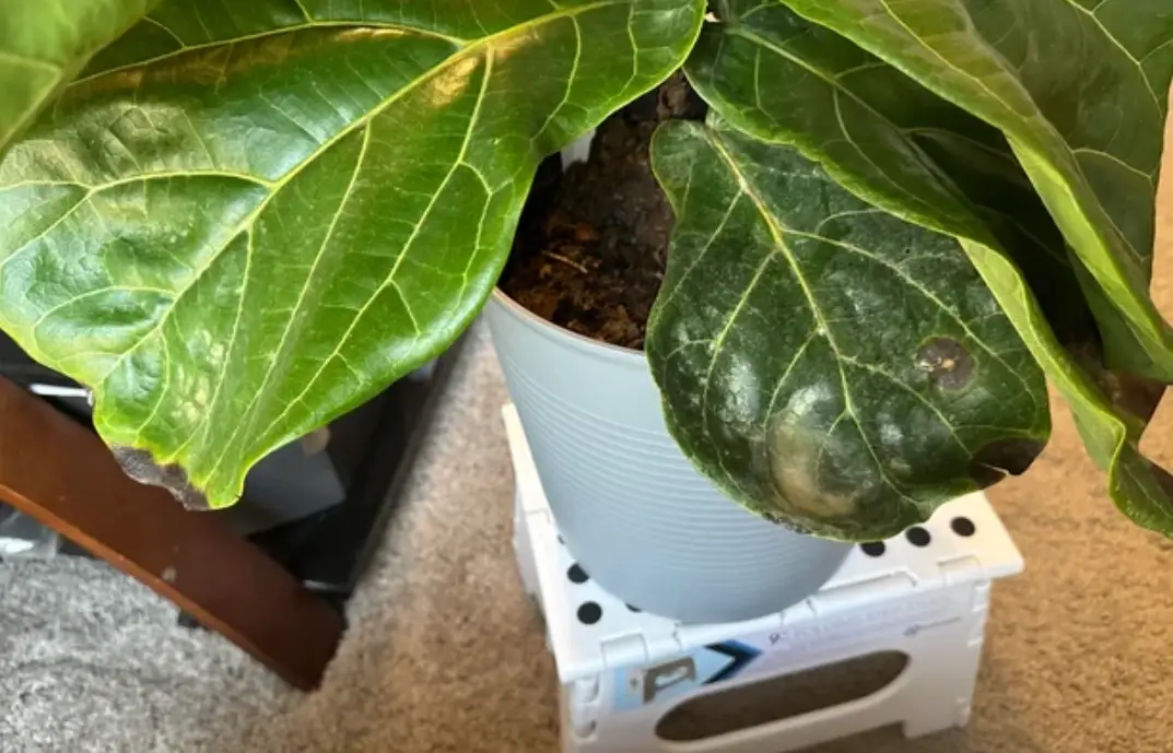 澆水過多 澆水過多