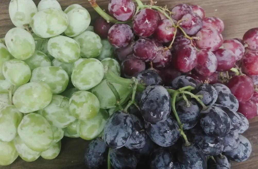 葡萄品種 葡萄品種