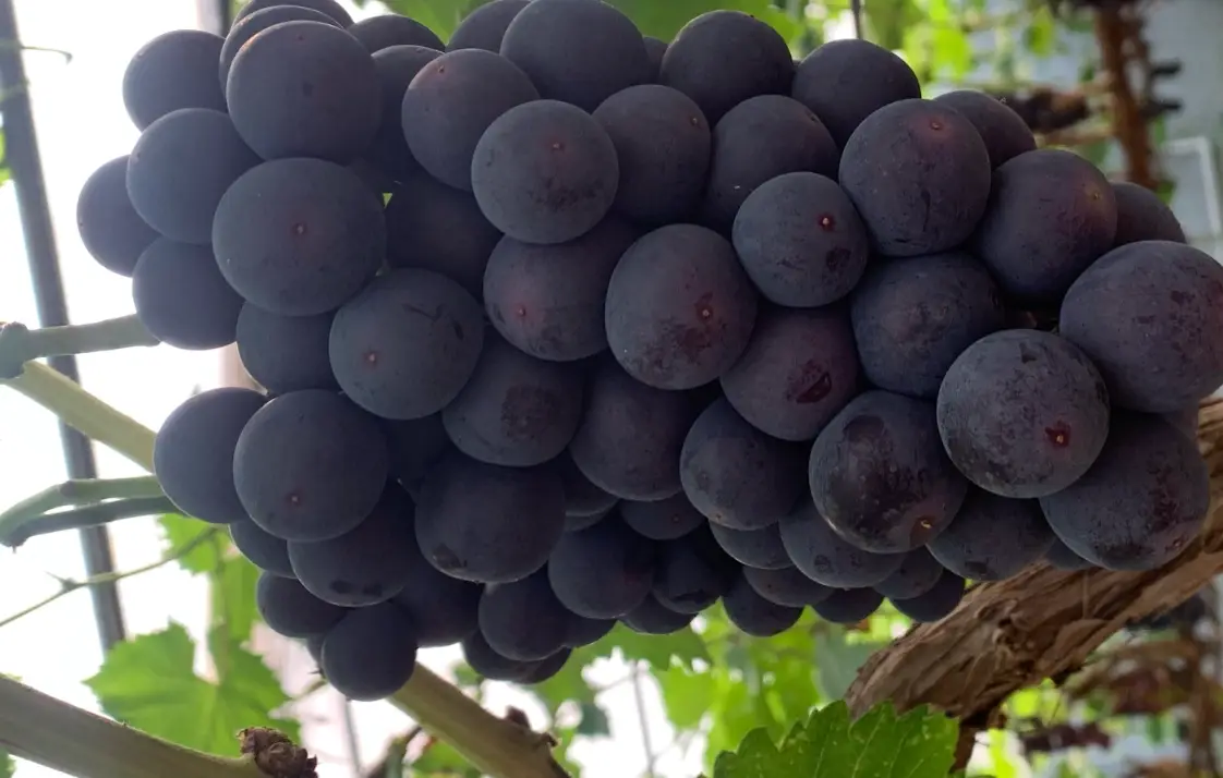 葡萄栽培技巧 葡萄栽培技巧