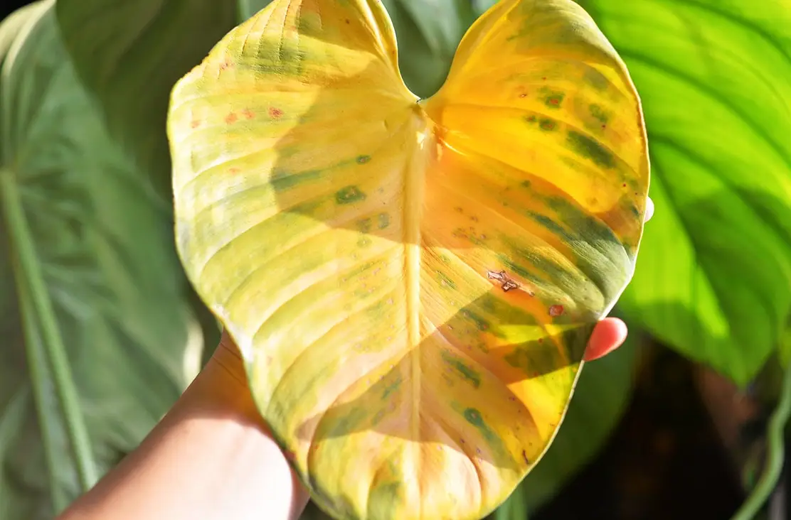 植物葉子變黃怎麼辦