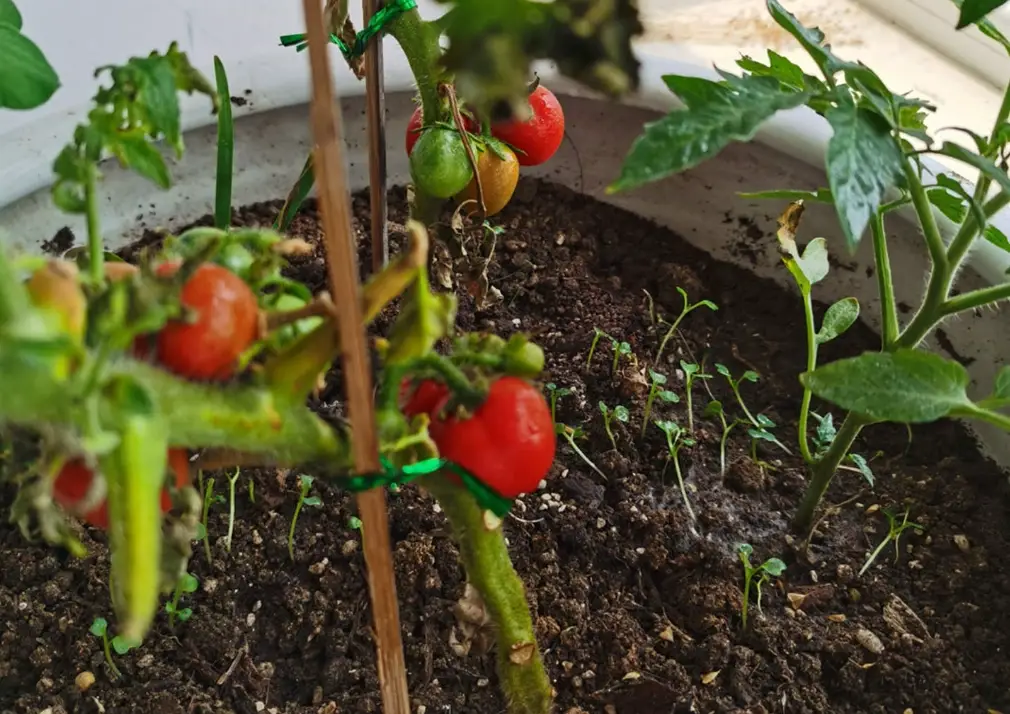 新手種菜 新手種菜