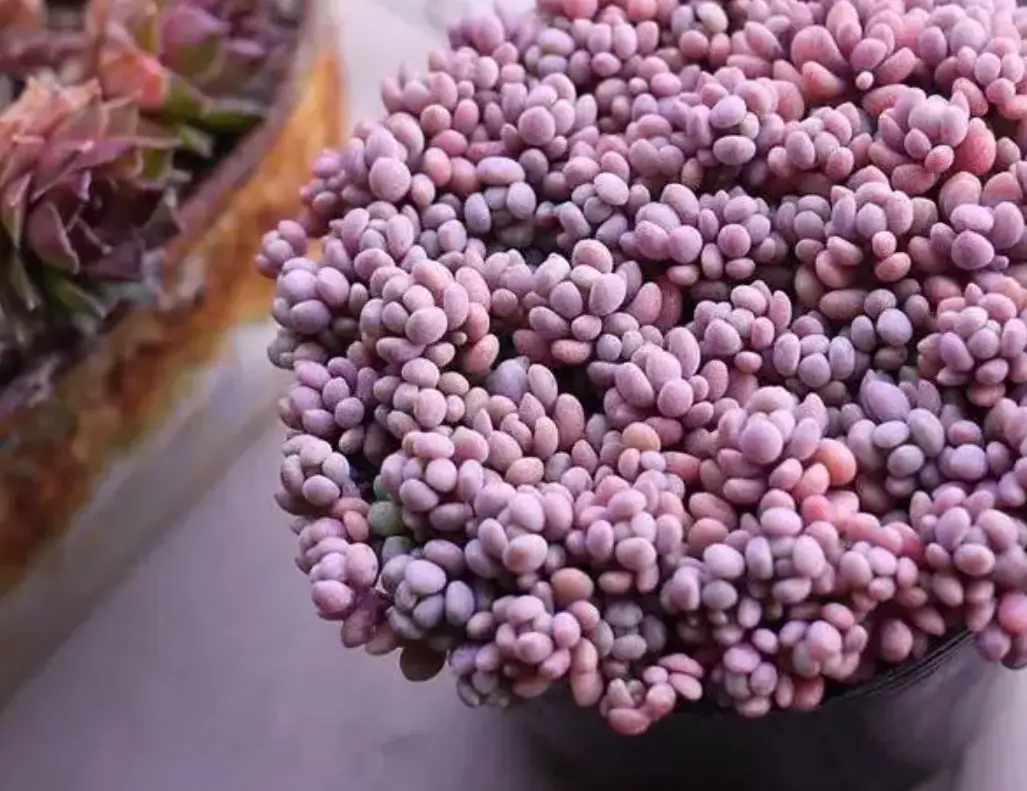 爆盆植物推薦 爆盆植物推薦