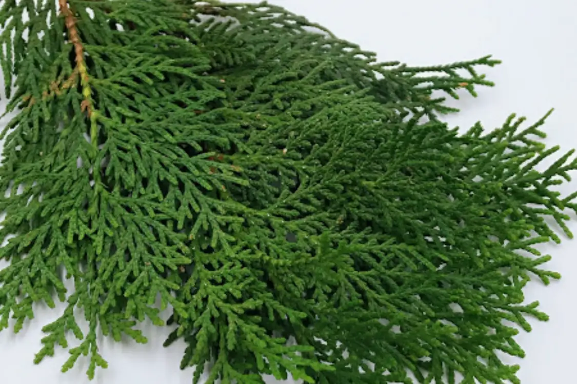 扁柏葉的療癒力量：從森林浴到居家保健的完整指南