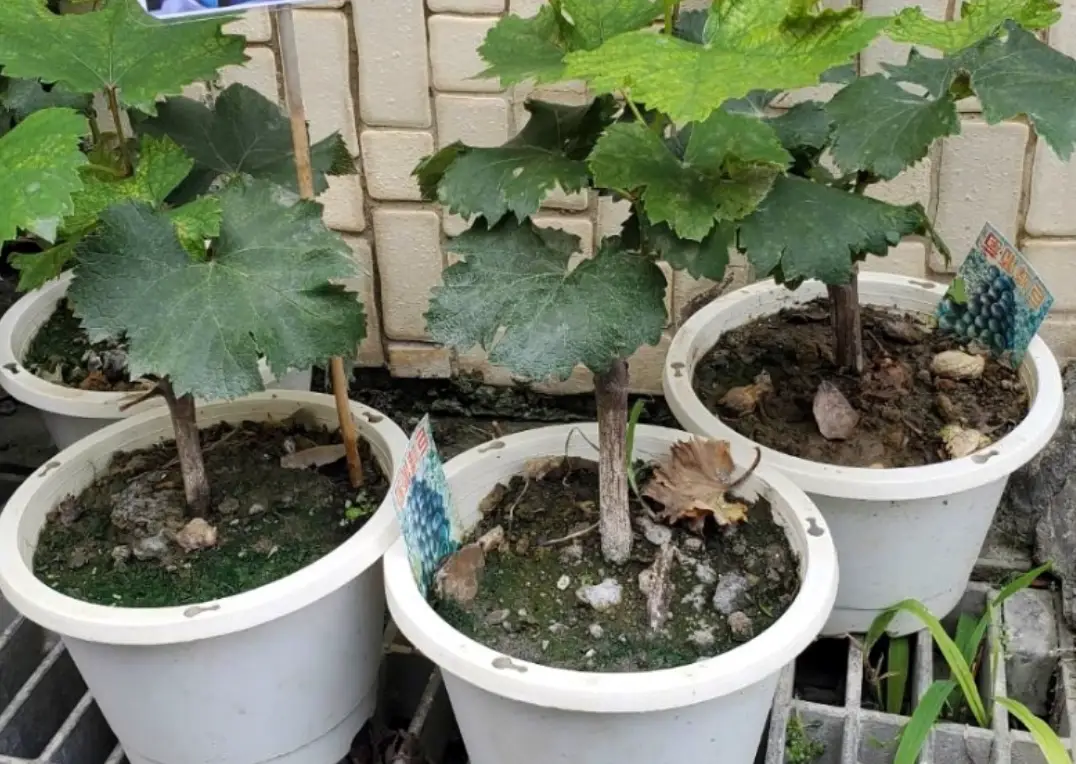 葡萄種子盆栽完整指南：從種子到迷你果園的療癒旅程