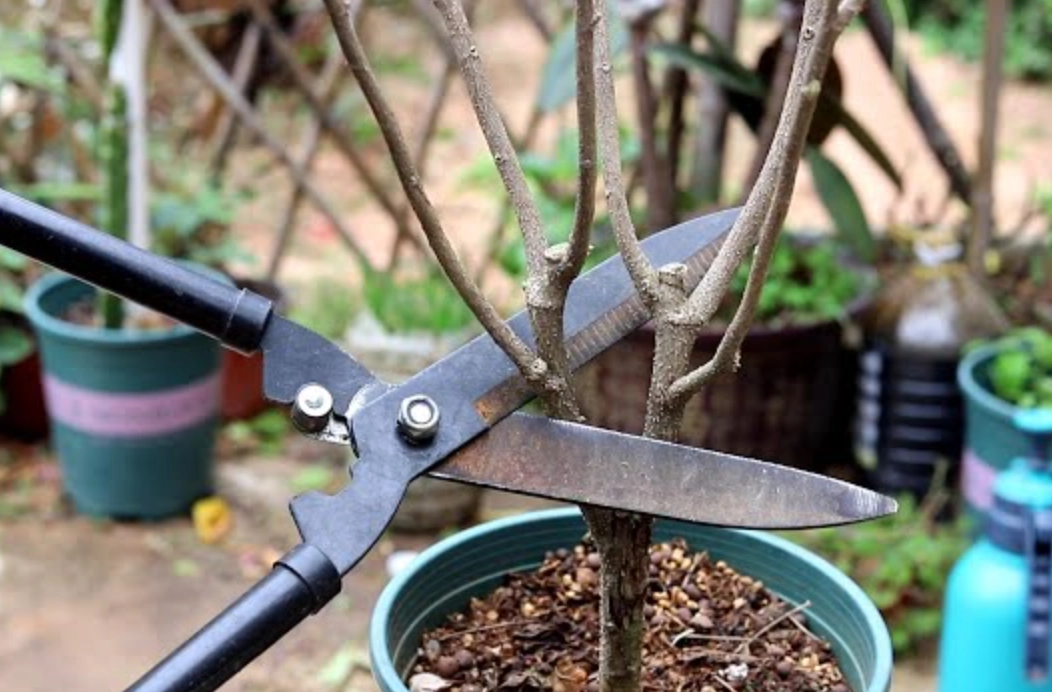 強剪植物有哪些