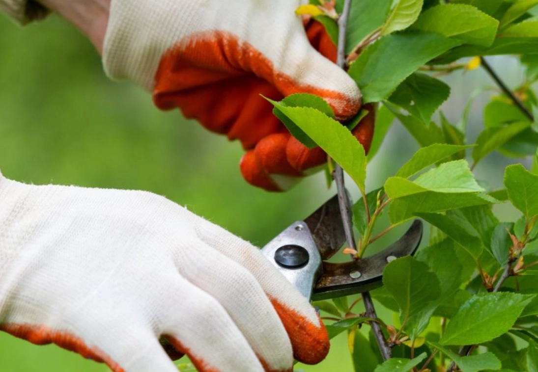 強剪植物全攻略：正確修剪技巧、常見種類與養護秘訣
