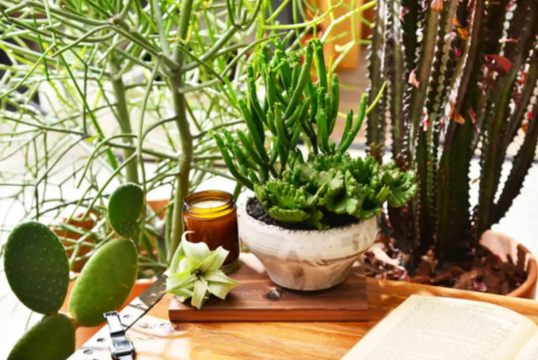 新手必學！陽台盆栽種植全攻略：從零開始打造你的綠意空間