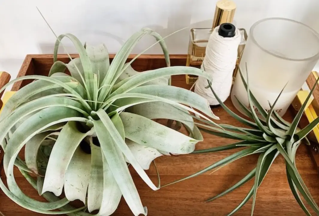 空氣鳳梨 好養 嗎