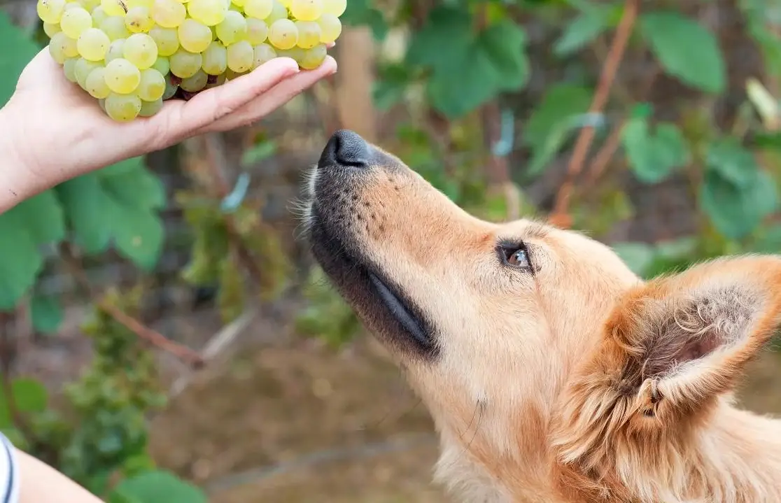 狗狗不能吃的食物 狗狗不能吃的食物
