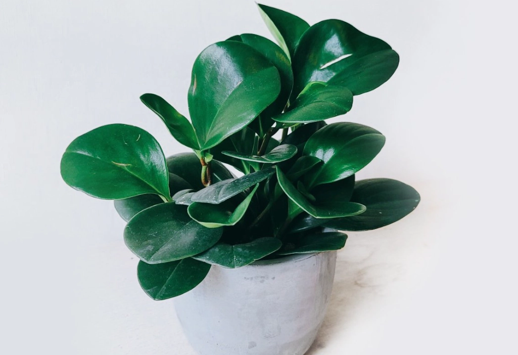 圓葉椒草照顧方法