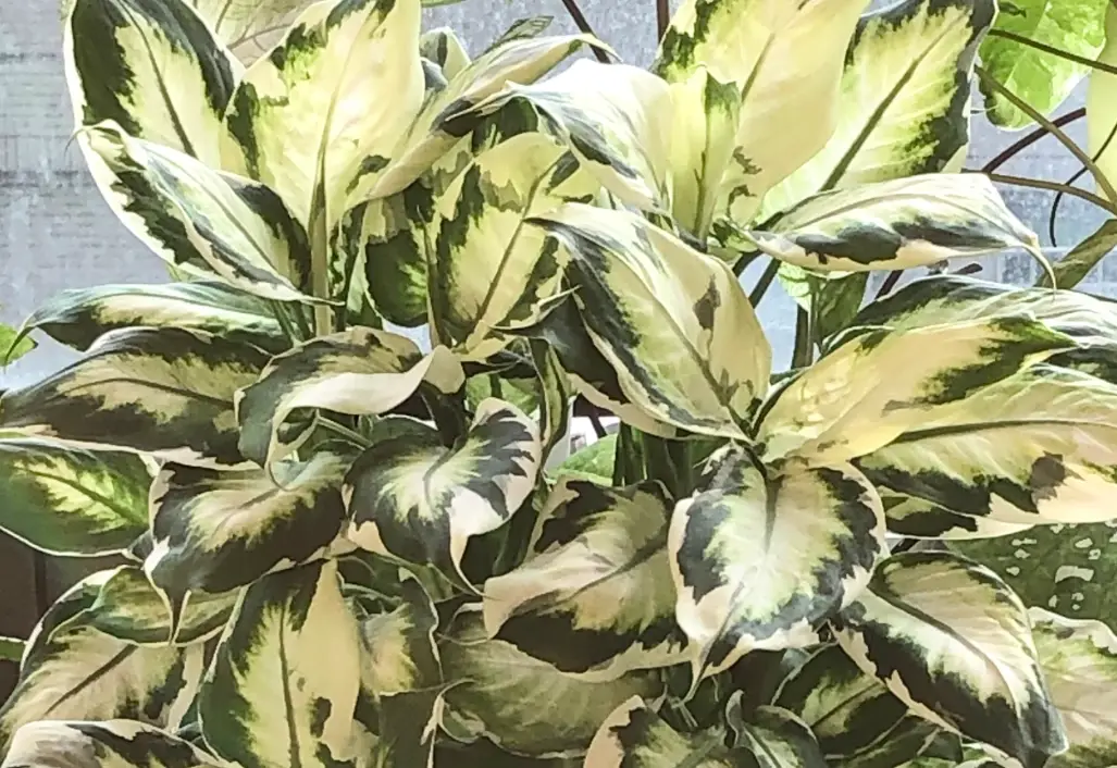 冰山美人黛粉葉全攻略：從挑選、養護到常見問題一次解答