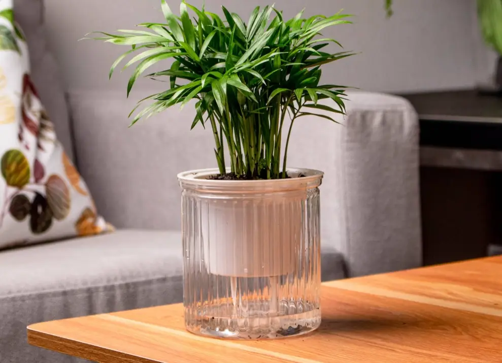 室內植物淨化空氣